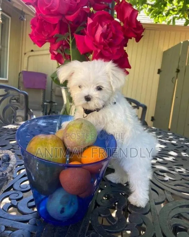 1-3 months Male Purebred Maltese · Photo 1
