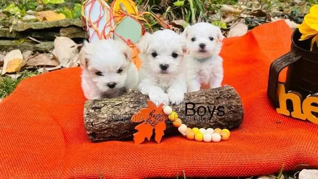 1-3 months Female Purebred Maltese · Photo 1