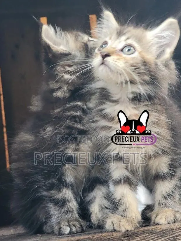 1-3 months Male Purebred Maine Coon · Photo 1