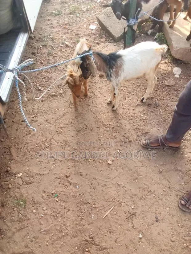 Crossed and Local Breed Billy Goat · Photo 1
