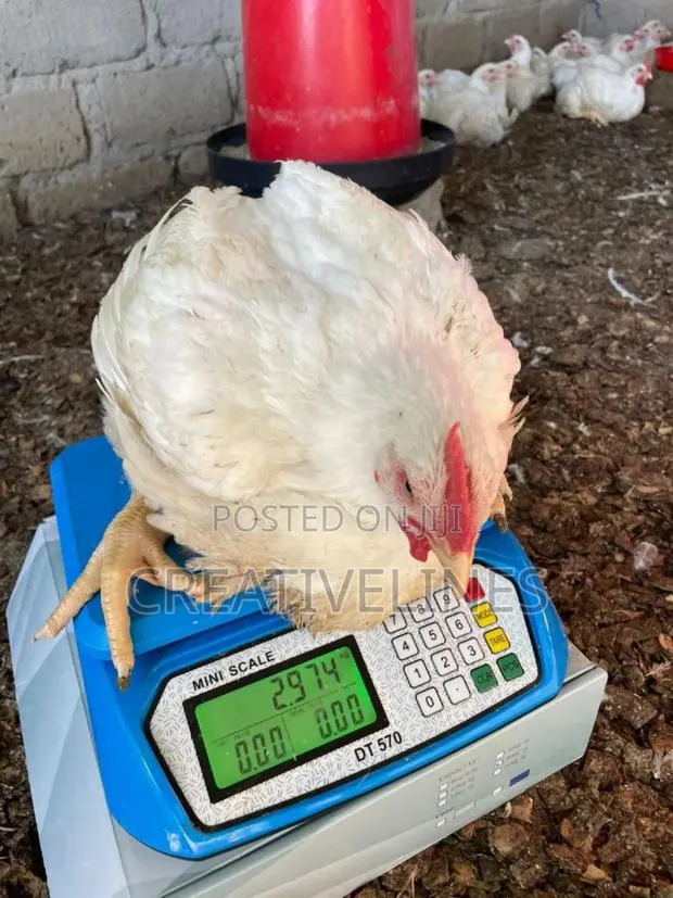Healthy Chckens · Photo 2