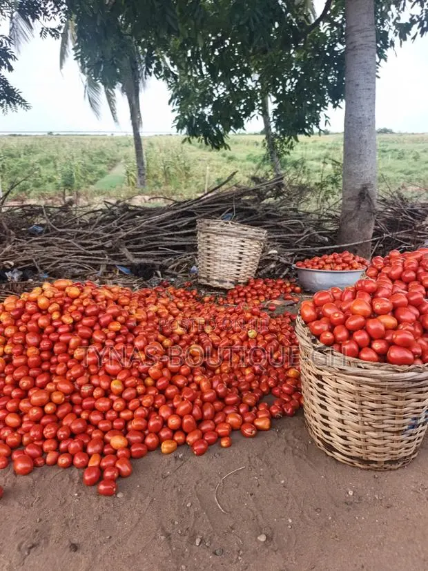 Fresh Tomatoes From Volta · Photo 1