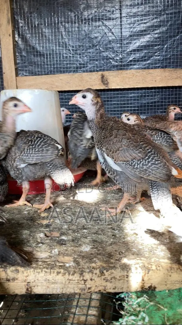 Guinea Fowl Keet · Photo 1