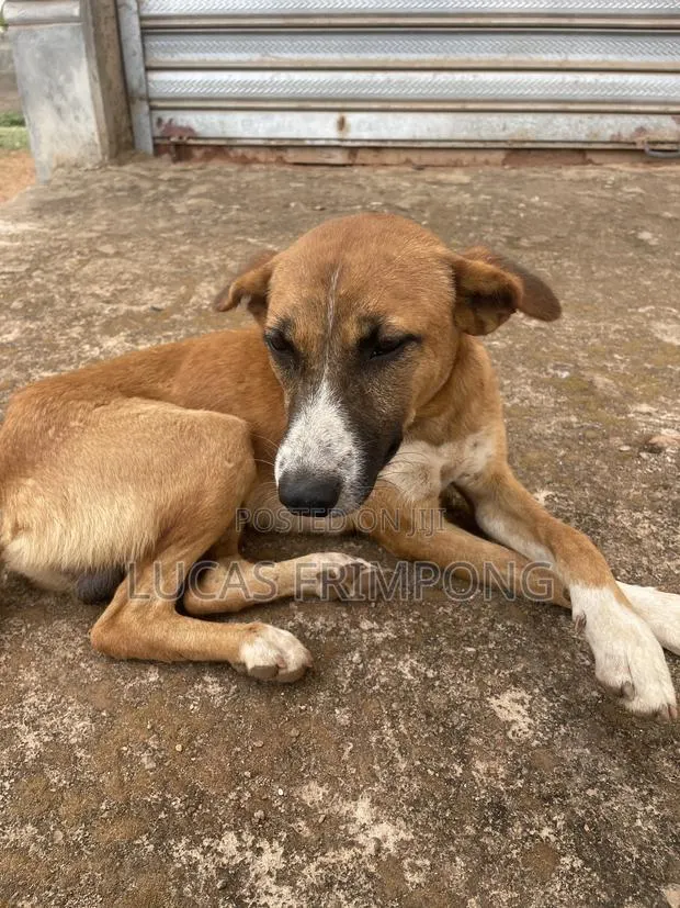 6-12 months Male Mixed Breed Dog · Photo 2