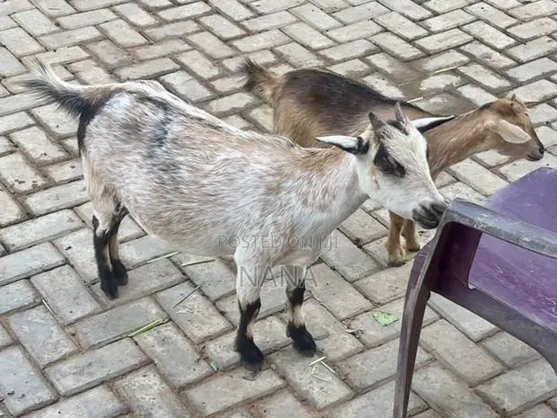 Goats for Sale and Crossing · Photo 4