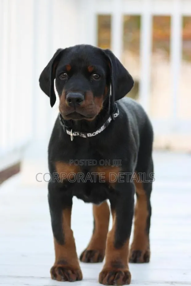 1-3 months Male Purebred Doberman Pinscher · Photo 1