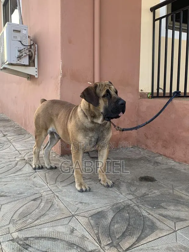 1+ year Male Purebred Boerboel · Photo 1