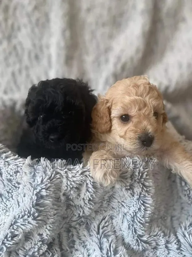 1-3 months Male Purebred Poodle · Photo 1