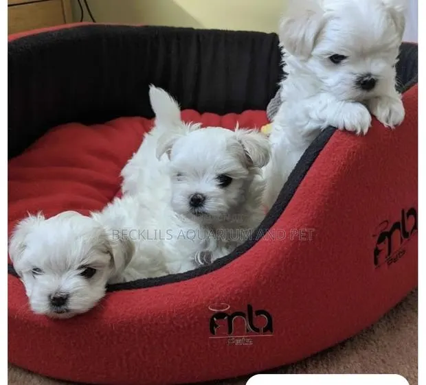 1-3 months Female Purebred Maltese · Photo 1