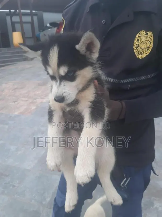 1-3 months Male Purebred Siberian Husky · Photo 1