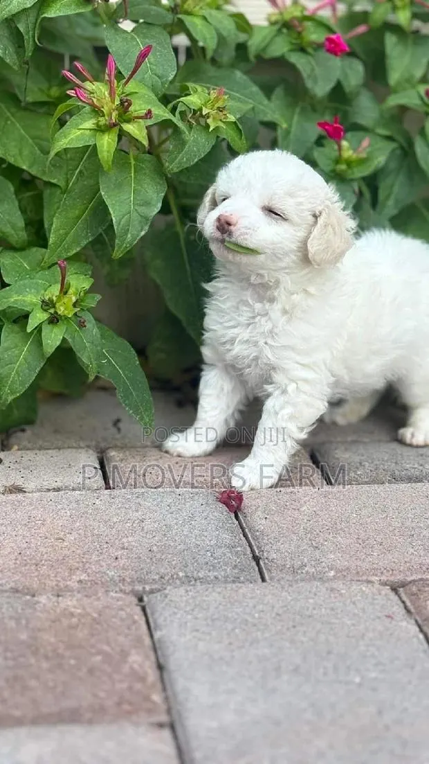 1-3 months Male Purebred Poodle · Photo 1