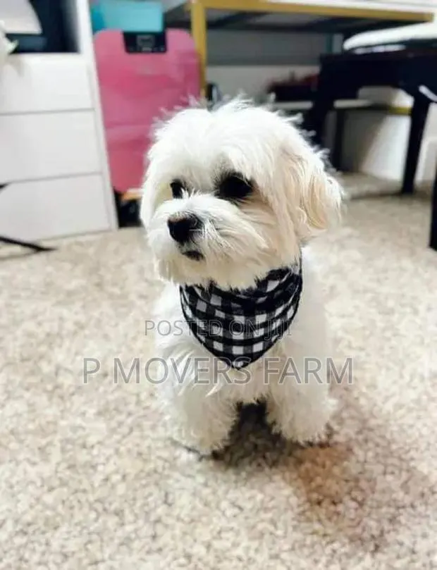 1-3 months Male Purebred Poodle · Photo 1