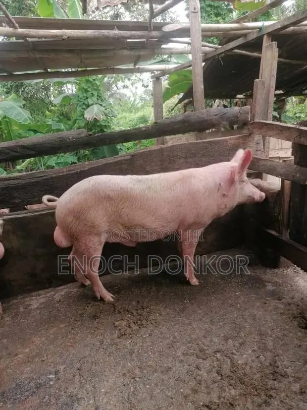 Fatless Fully Grown Pigs · Photo 1
