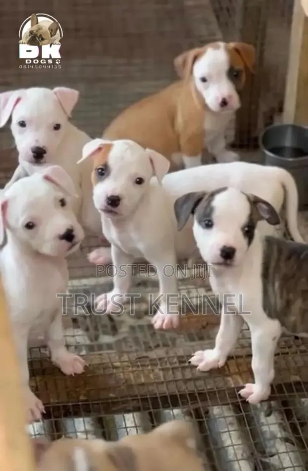 1-3 months Female Purebred American Pit Bull Terrier · Photo 1