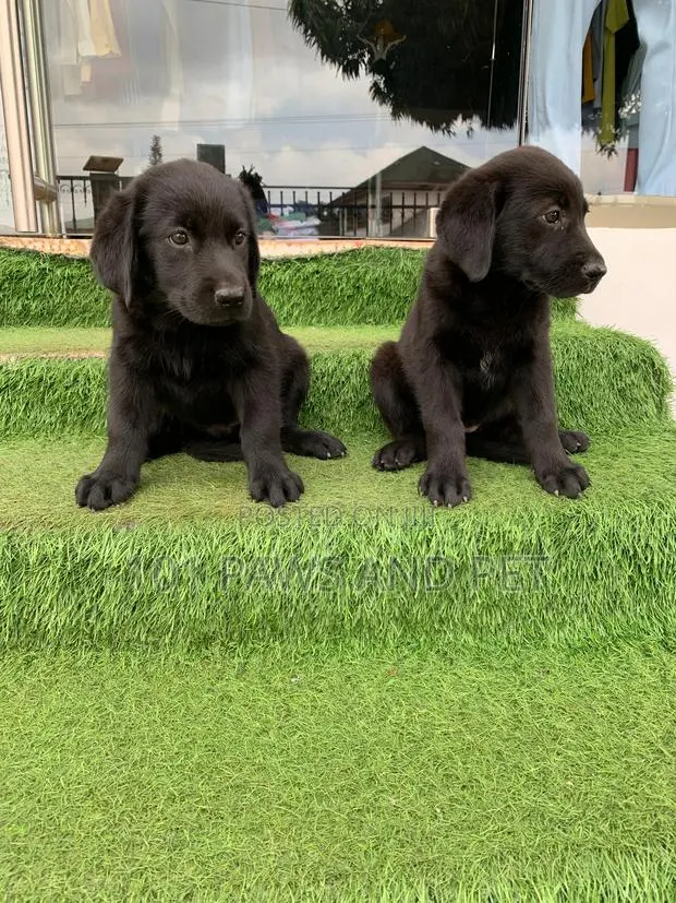 1-3 months Male Purebred Labrador Retriever · Photo 1