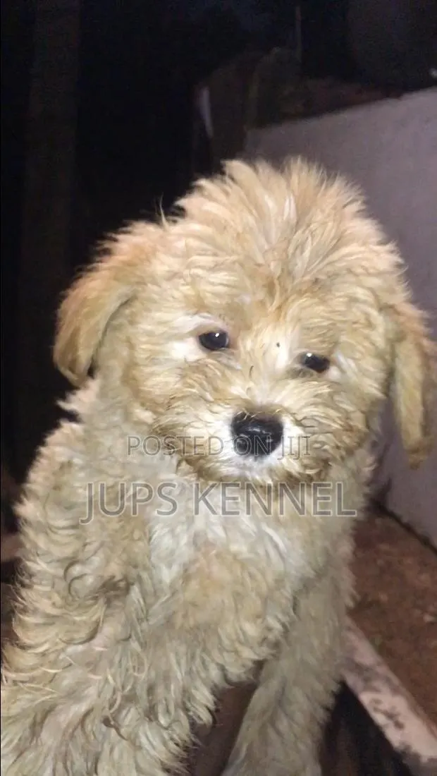 1-3 months Male Purebred Poodle · Photo 1