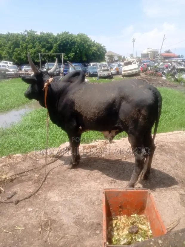 Cattle Farmer · Photo 1