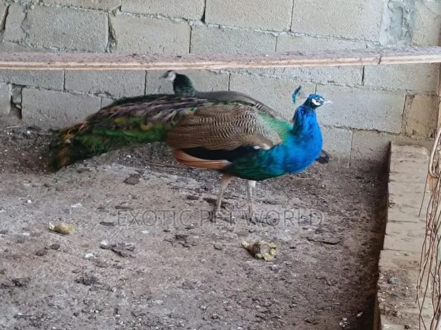 Blue Peafowls · Photo 2
