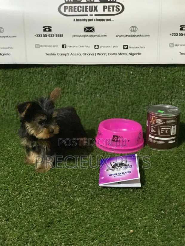 0-1 Month Female Purebred Yorkshire Terrier · Photo 5