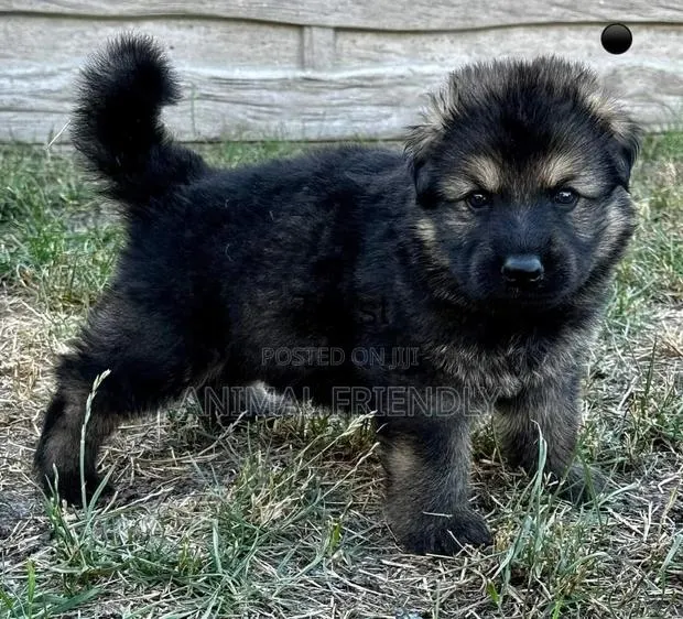 1-3 months Male Purebred Caucasian Shepherd · Photo 1