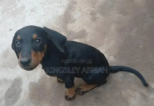 1-3 months Female Purebred Doberman Pinscher · Photo 1
