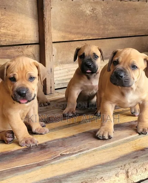 1-3 months Male Purebred Boerboel · Photo 1