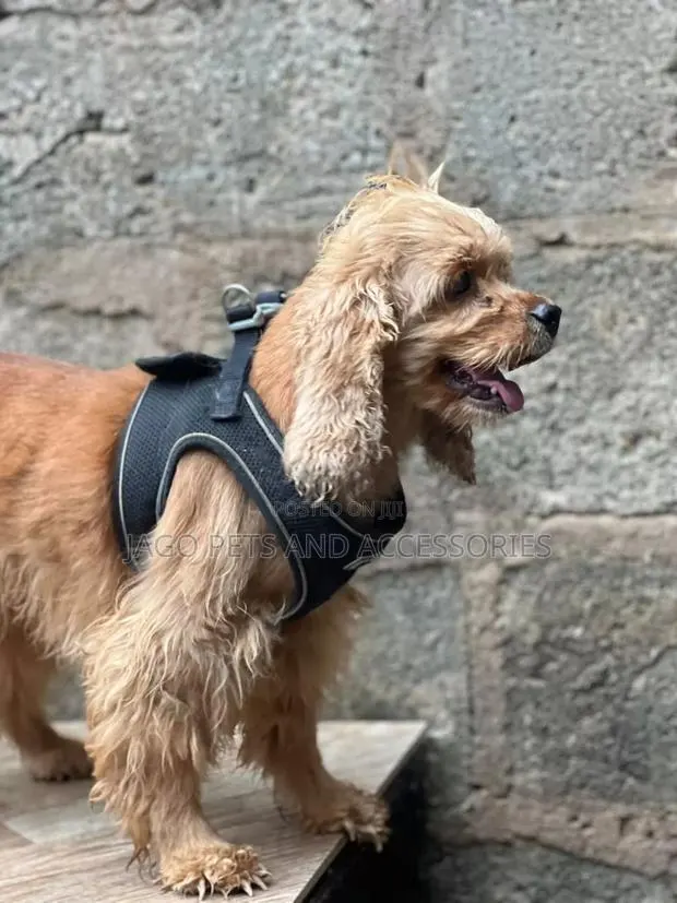 1+ year Female Purebred Cocker Spaniel · Photo 1