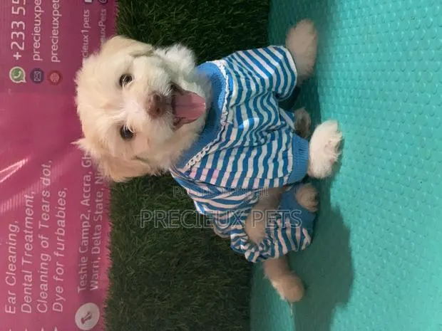 1-3 months Male Purebred Maltipoo · Photo 1