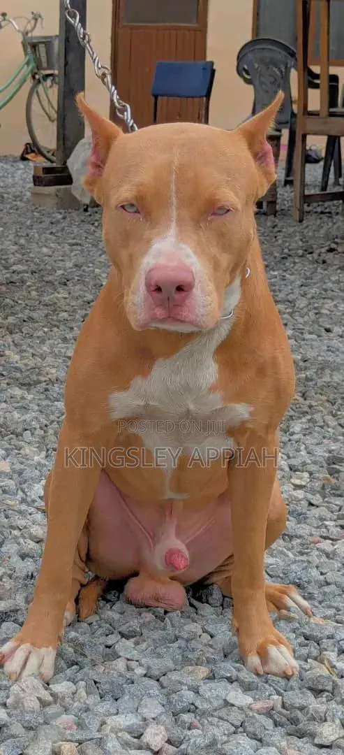 1+ year Male Purebred American Pit Bull Terrier · Photo 1
