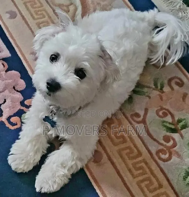 1-3 months Male Purebred Maltese · Photo 1