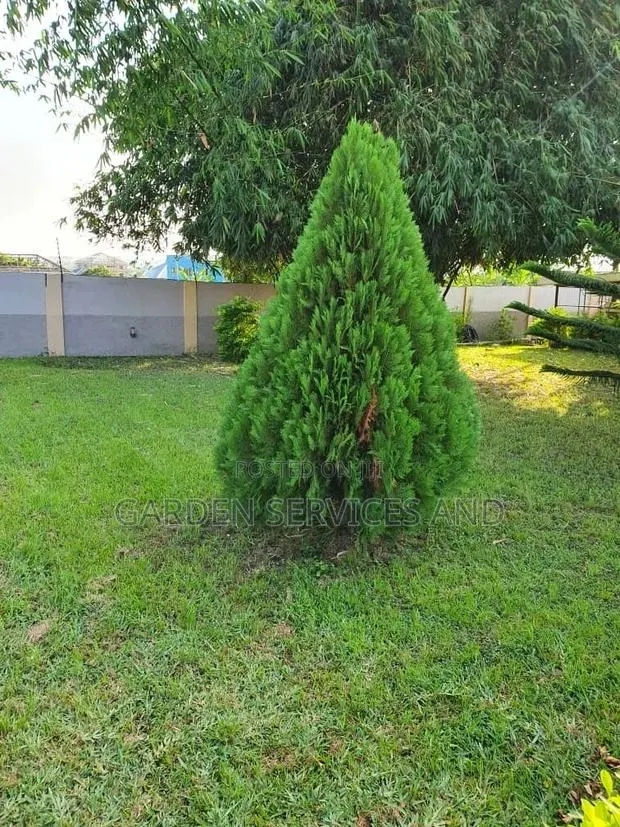 Tuja for Sale · Photo 1