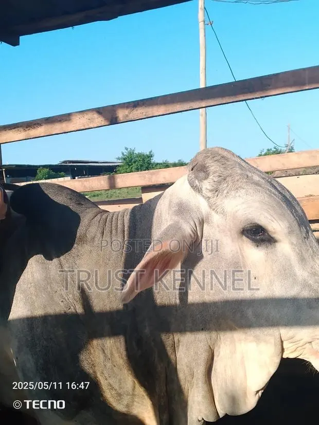 Heathy Cows Available · Photo 1