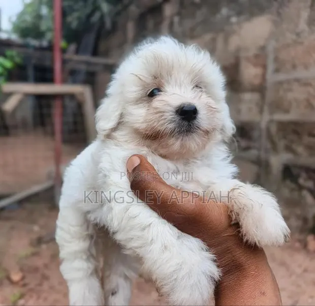 1-3 months Male Purebred Poodle · Photo 1