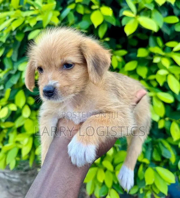 1-3 months Female Mixed Breed Poodle · Photo 1