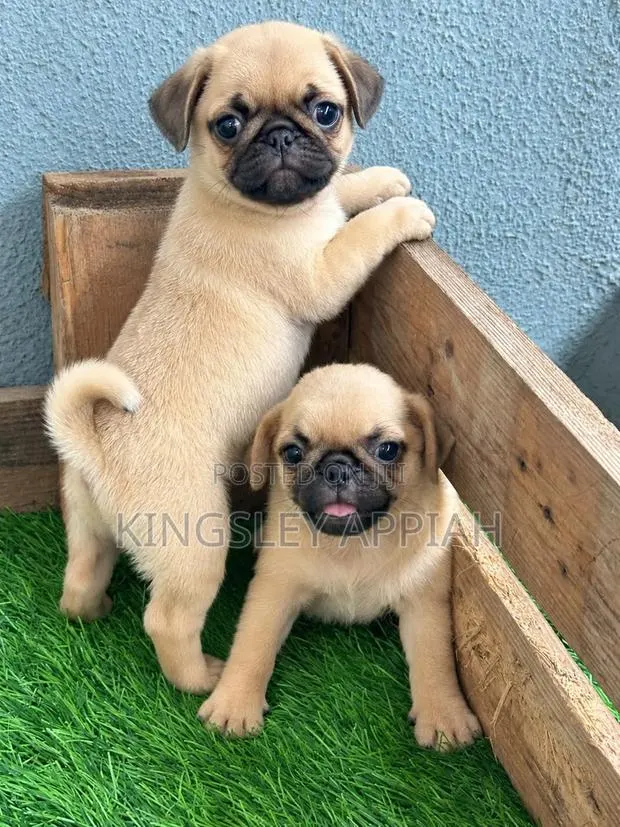 1-3 months Female Purebred Pug · Photo 1