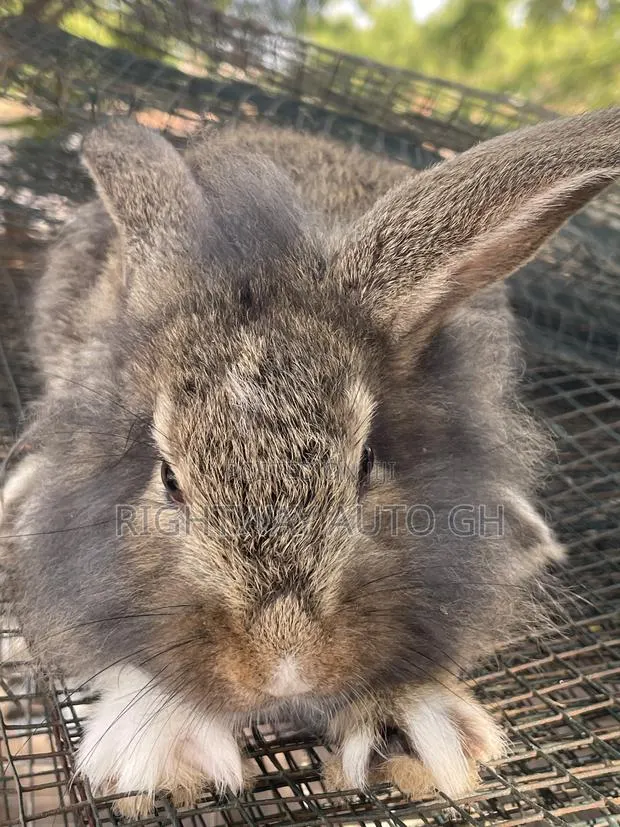 King’s Rabbit · Photo 3