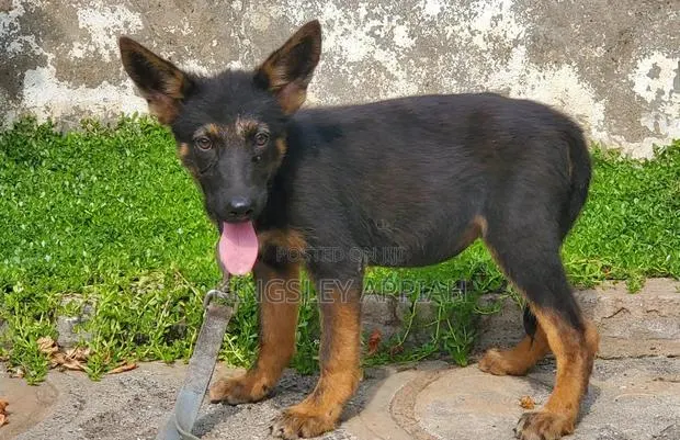 1-3 months Female Purebred German Shepherd · Photo 1