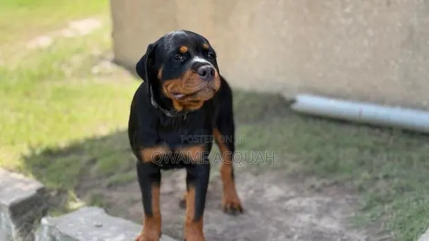 3-6 months Female Purebred Rottweiler · Photo 1
