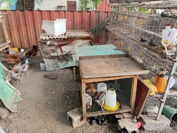 Fowls for Sale - Fulani-Brahma Hybrid, Local · Photo 3