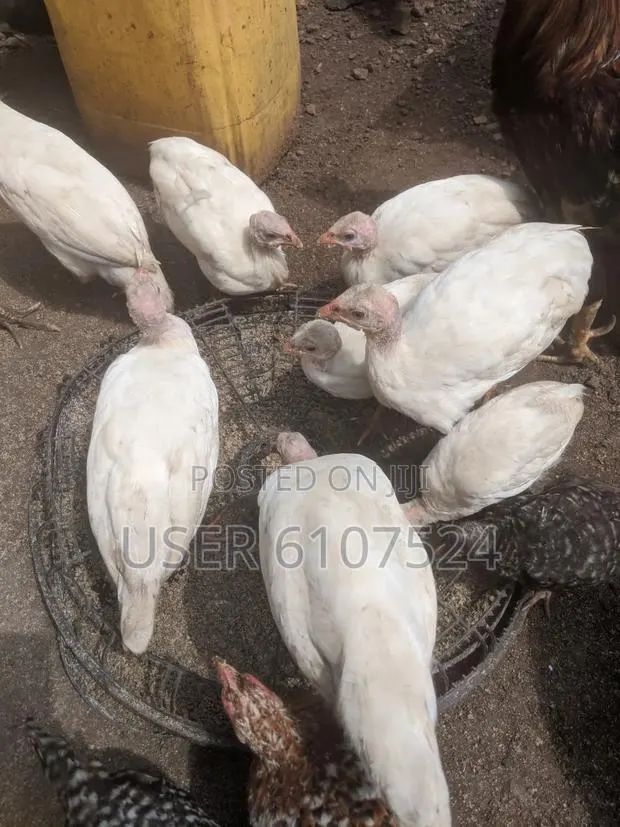 3 Months Guinea Fowl Chicks for Sale · Photo 1