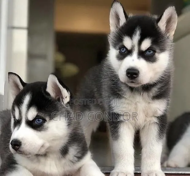1-3 months Male Purebred Siberian Husky · Photo 1