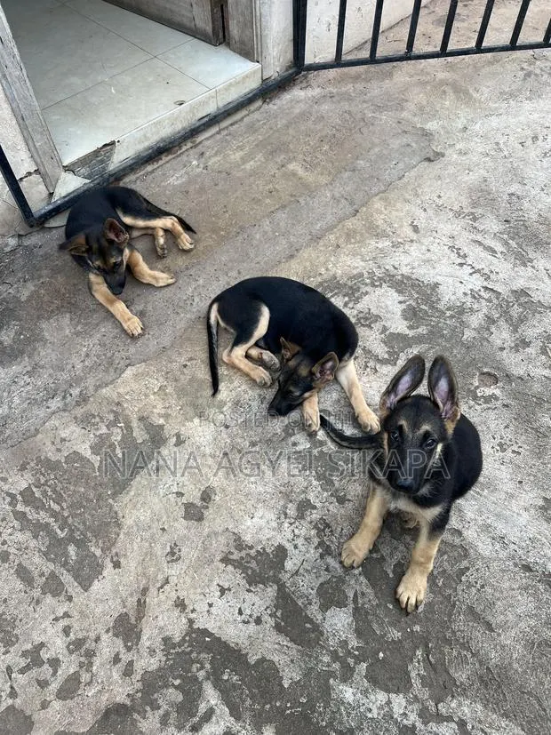 1-3 months Female Purebred German Shepherd · Photo 1