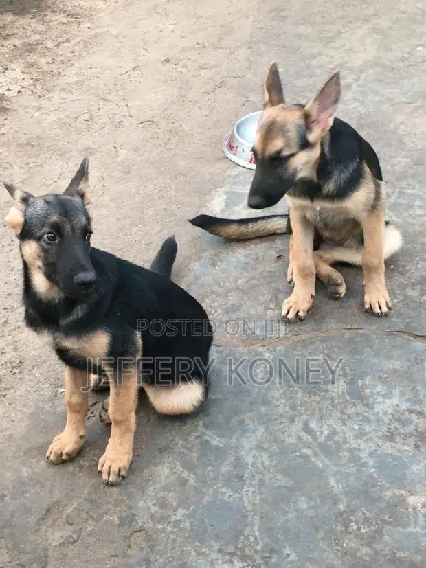3-6 months Female Purebred German Shepherd · Photo 1