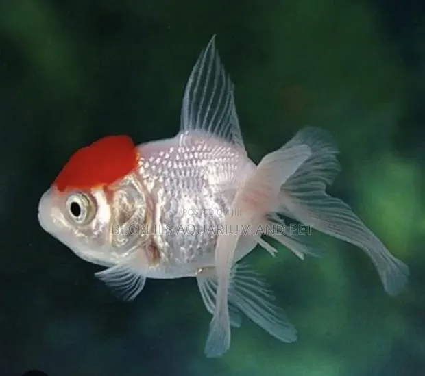 Live Fancy Redcap · Photo 1