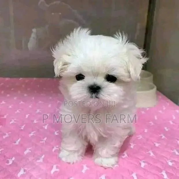 1-3 months Male Purebred Maltese · Photo 1