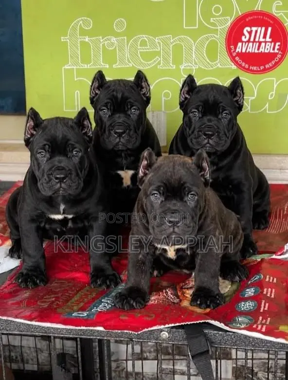 1-3 months Male Purebred Cane Corso · Photo 1