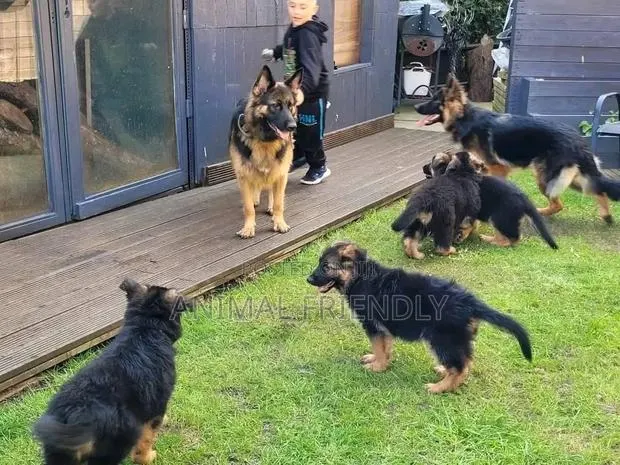 3-6 months Female Purebred German Shepherd · Photo 1