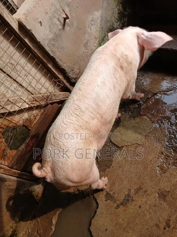 Premium Pork for Sale · Photo 4