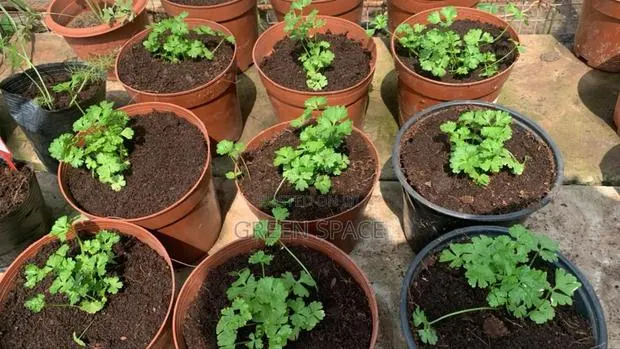 Potted Parsely Plant · Photo 1