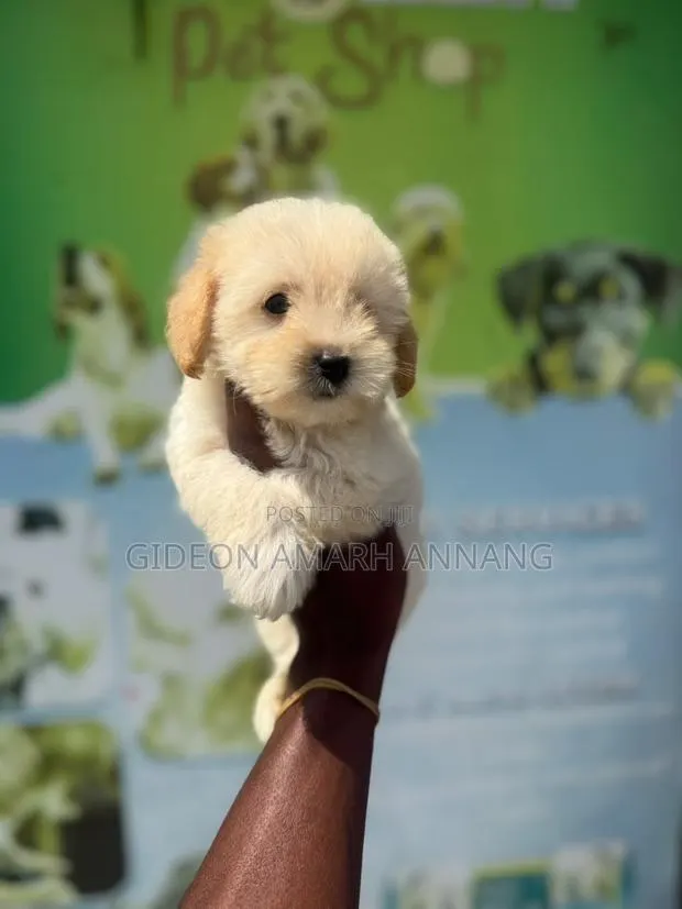 1-3 months Male Purebred Maltipoo · Photo 1